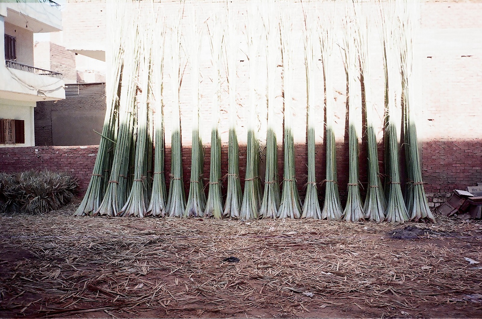 Image - Palm wood drying in the sun